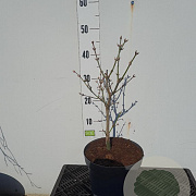 Acer shirasawanum 'Aureum' 25-30 cm 5,0L