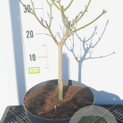 Acer shirasawanum 'Aureum' 30-40 cm 5,0L