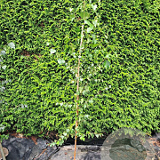 Betula pendula 200-250 cm 7,5L Gestokt