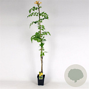 Campsis rad. 'Flava' 150-175 cm 5,0L