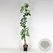 Campsis t. 'Mme Galen' 150-175 cm 5,0L