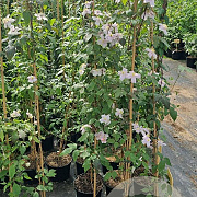 Clematis 'Mayleen' 150-175 cm 5,0L