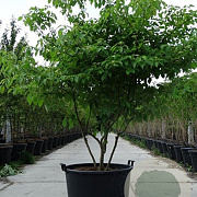 Cornus alternifolia 200-250 cm 35L solitair meerstammig