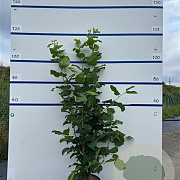 Corylus avellana 100-125 cm 7,5L solitair