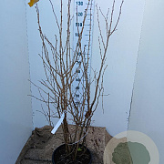 Corylus avellana 125-150 cm 20L najaarspotting
