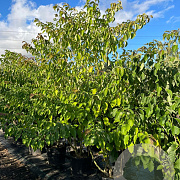 Cornus controversa 175-200 cm cont. 80L solitair