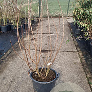 Cotinus cog. 'Royal Purple' 150-175 cm 35L najaarspotting