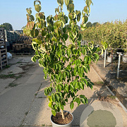 Cornus k. 'Schmetterling' 125-150 cm 20L