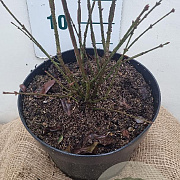 Euonymus alat. 'Compactus' 30-40 cm 7,5L