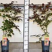 Fagus syl. 'Atropunicea' 60-80 cm 5,0L