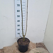 Fraxinus excelsior 80-100 cm 7,5L