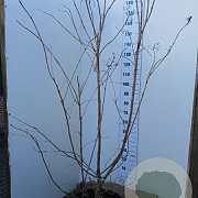Heptacodium miconioides 175-200 cm 45L solitair