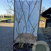 Heptacodium miconioides 200-225 cm cont. 90L solitair