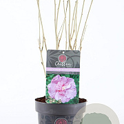 Hibiscus syr. Lavender Chiffon 30-40 cm 3,0L