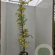 Hydrangea anomala petiolaris 200-225 cm 15L