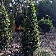 Ilex aq. 'Pyramidalis' 30-40 cm 3,0L