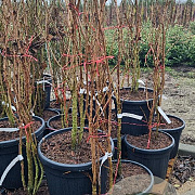 Koelreuteria paniculata 100-125 cm 35L najaarspotting