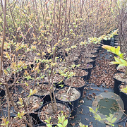 Lagerstroemia 'Lipan' 80-100 cm 7,5L