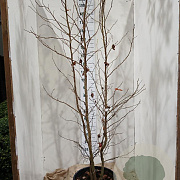 Liquidambar styraciflua 200-225 cm 35L solitair