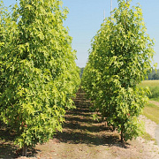 Liquidambar s. 'Worplesdon' 8-10 HO 35L BEVEERD