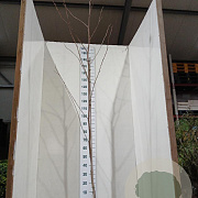 Liriodendron tulipifera 200-250 cm 7,5L Gestokt