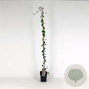 Lonicera periclymenum 150-175 cm 5,0L