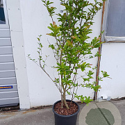Magnolia loebneri 'Leonard Messel' 125-150 cm 25L