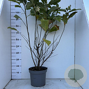 Magnolia 'Susan' 80-100 cm 7,5L