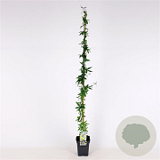 Passiflora caerulea 150-175 cm 5,0L