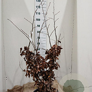 Parrotia persica 'Bella' 125-150 cm 20L najaarspotting