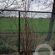 Philadelphus 'Virginal' 200-225 cm cont. 55L solitair