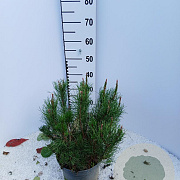 Pinus mugo mugo 30-40 cm 5,0L