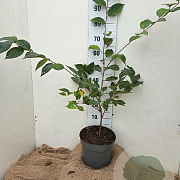 Prunus 'Accolade' 60-80 cm 7,5L