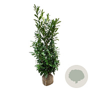 Prunus l. 'Caucasica' 150-175 cm met kluit