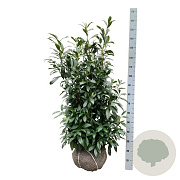 Prunus l. 'Herbergii' 100-125 cm met kluit