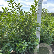 Prunus l. 'Novita' 125-150 cm met kluit