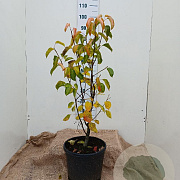Pyrus calleryana 'Chanticleer' 80-100 cm 15L