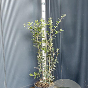 Quercus ilex 60-80 cm 7,5L