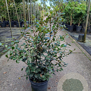 Quercus ilex 60-80 cm 7,5L