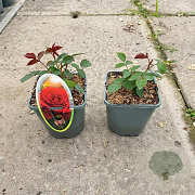Rosa (F) Adventure 10-15 cm C1.5