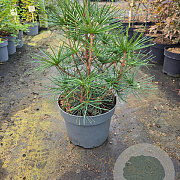 Sciadopitys verticillata 40-60 cm 7,5L