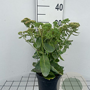 Sedum 'Herbstfreude' GM 2,0L