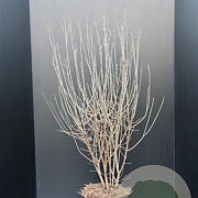 Syringa Dark Purple 60-80 cm 7,5L
