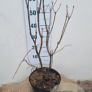 Syringa v. 'Katherine Havemeyer' 60-80 cm 7,5L