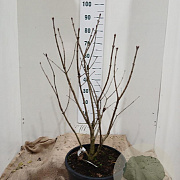 Syringa v. 'Michel Buchner' 80-100 cm 20L najaarspotting