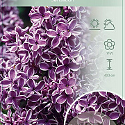 Syringa v. 'Sensation' 60-80 cm 7,5L