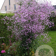 Thalictrum 'Splendide' GM P9