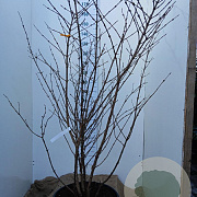 Viburnum plic. 'Grandiflorum' 160-180 cm 45L najaarspotting