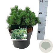 Pinus mugo 'Mops' 20-25 cm