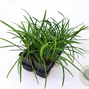 Liriope muscari 'Big Blue' GM P9